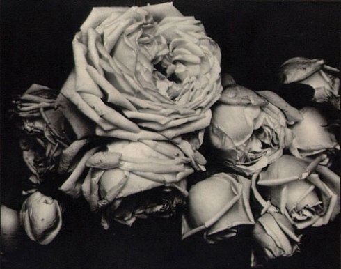 edward_steichen_heavy_roses