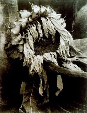 Steichen Sunflower 1920